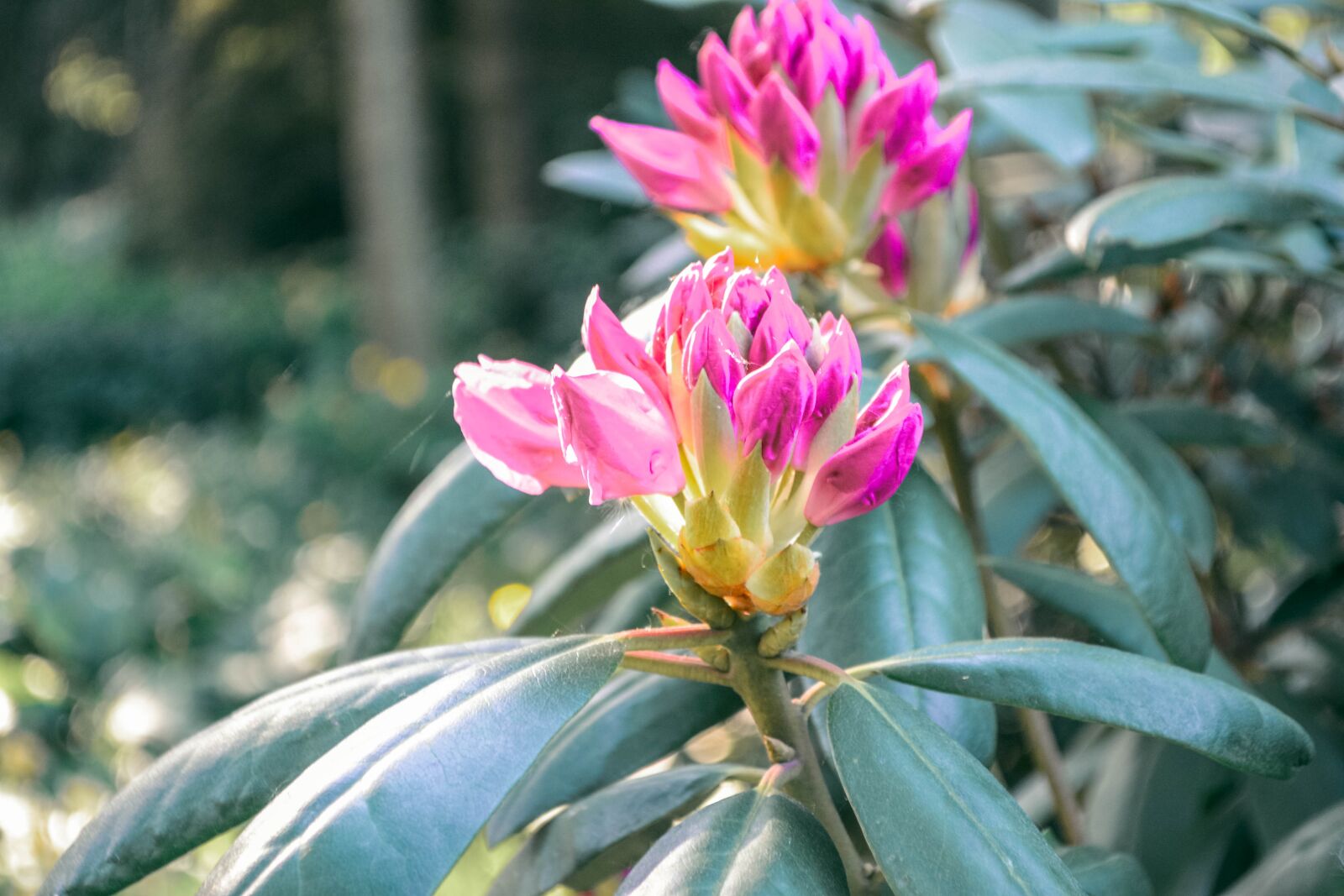Nikon D3100 sample photo. Flower, summer, nature photography