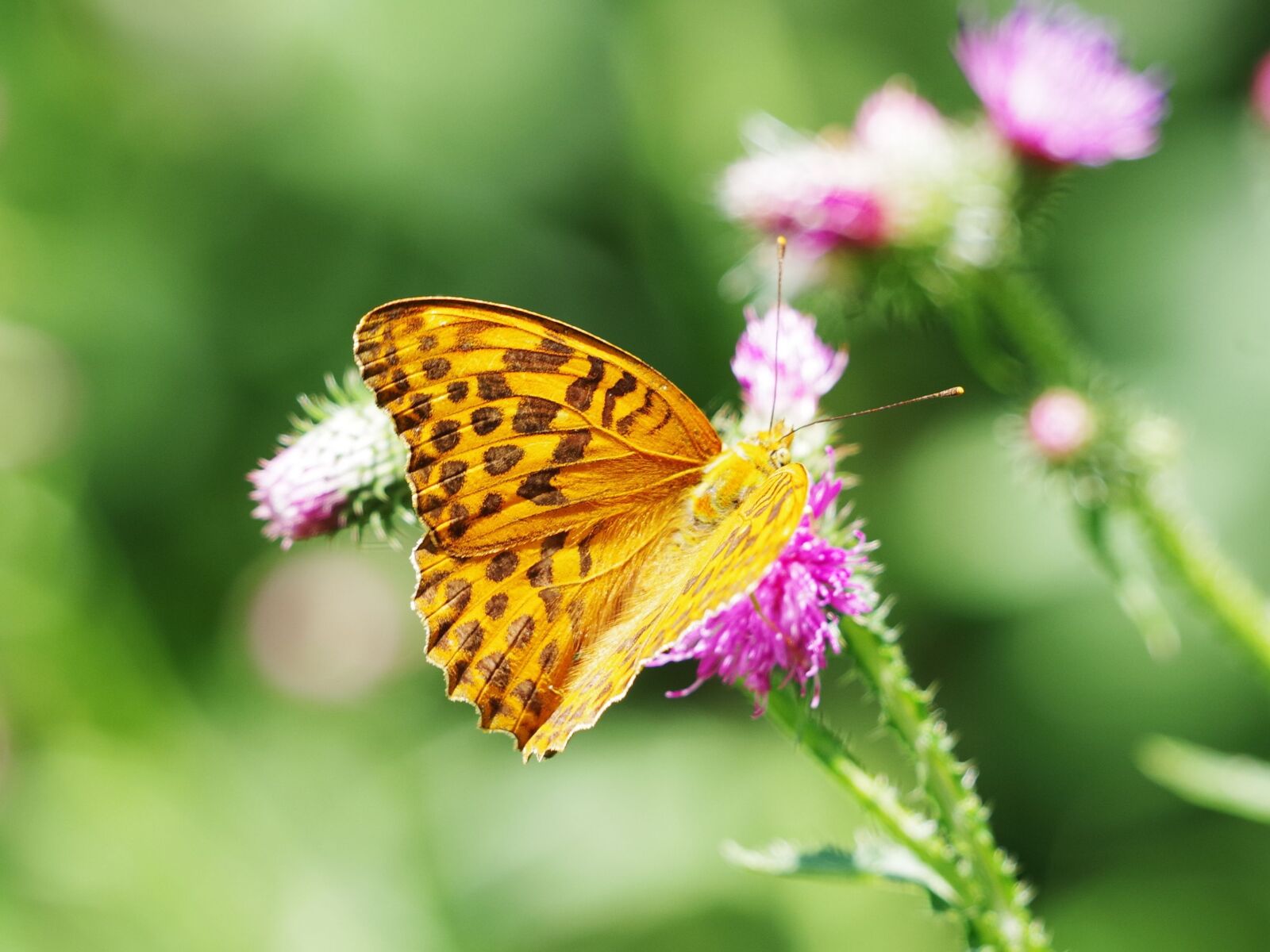 Pentax K-70 sample photo. Mother of pearl butterfly photography
