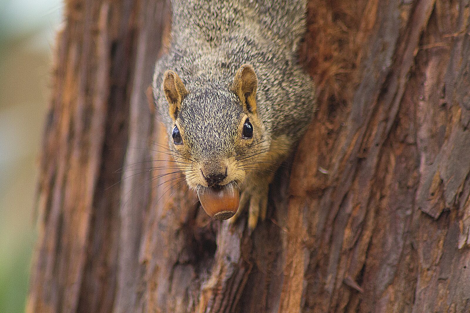 Canon EOS 1100D (EOS Rebel T3 / EOS Kiss X50) sample photo. Squirrel, animal, acorn photography