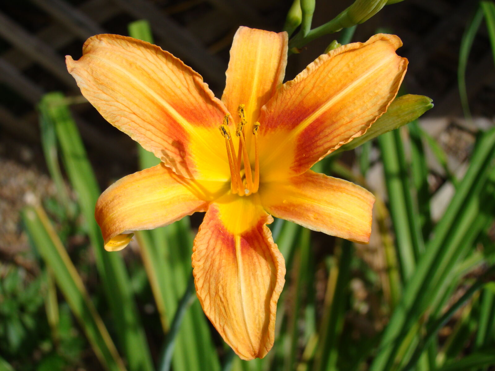 Sony Cyber-shot DSC-H50 sample photo. Flower photography