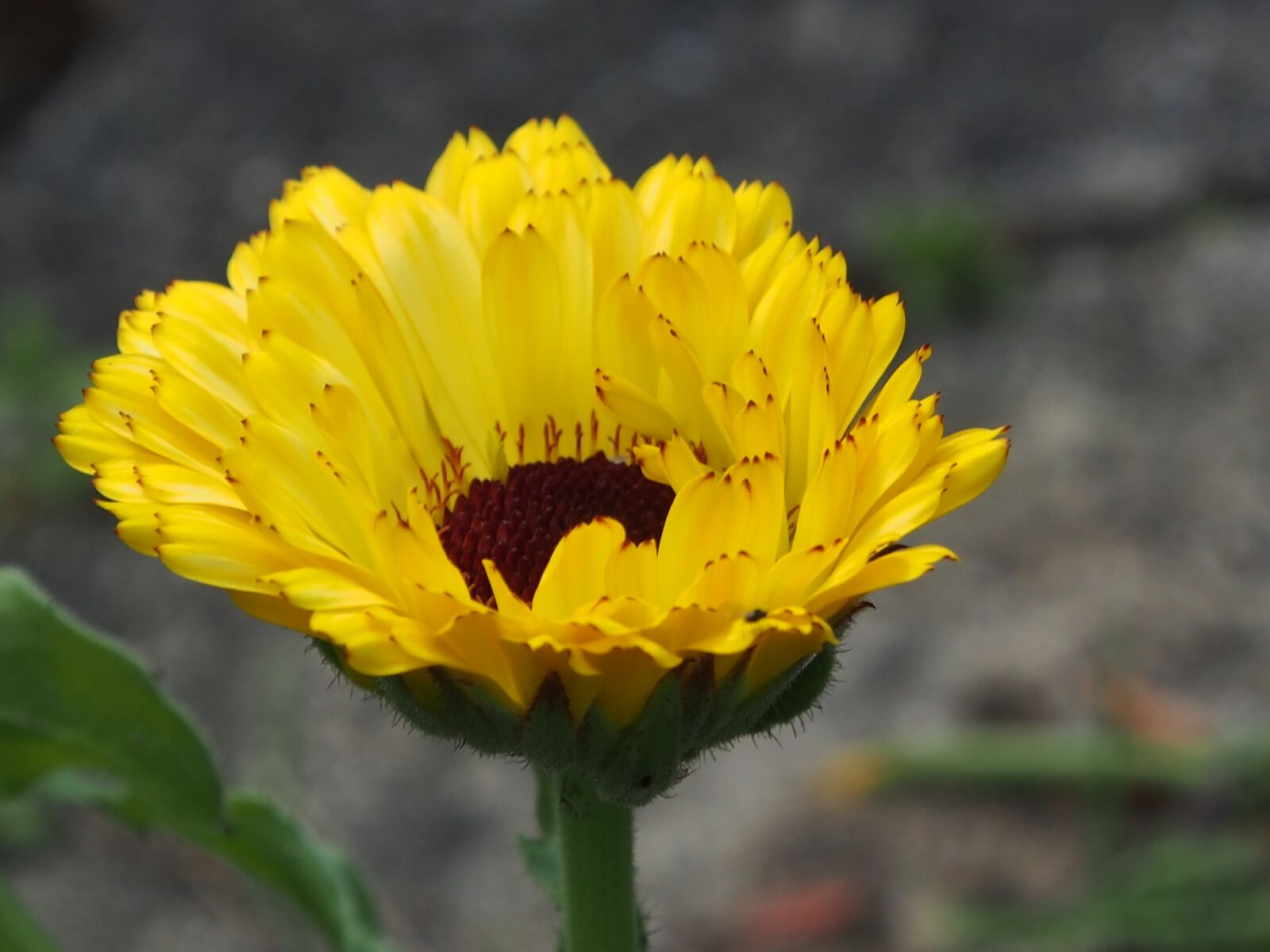 Olympus OM-D E-M5 sample photo. Flower, yellow, summer photography