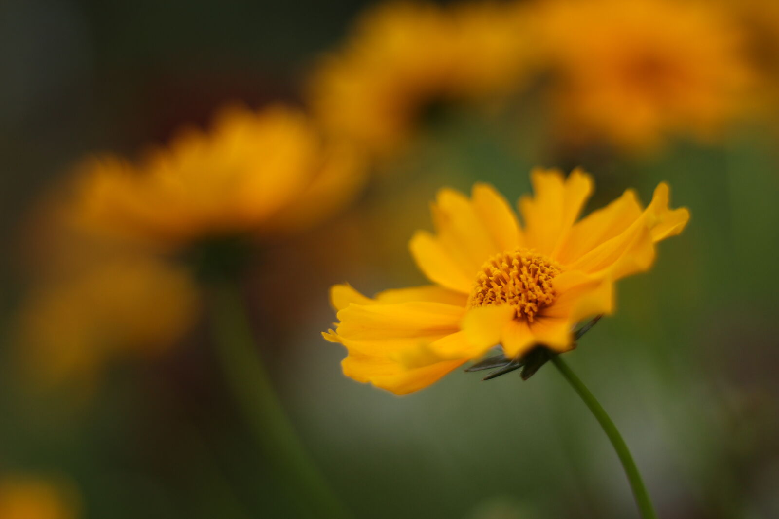 Canon EOS 1200D (EOS Rebel T5 / EOS Kiss X70 / EOS Hi) sample photo. Flowers, macro, nature, photography photography