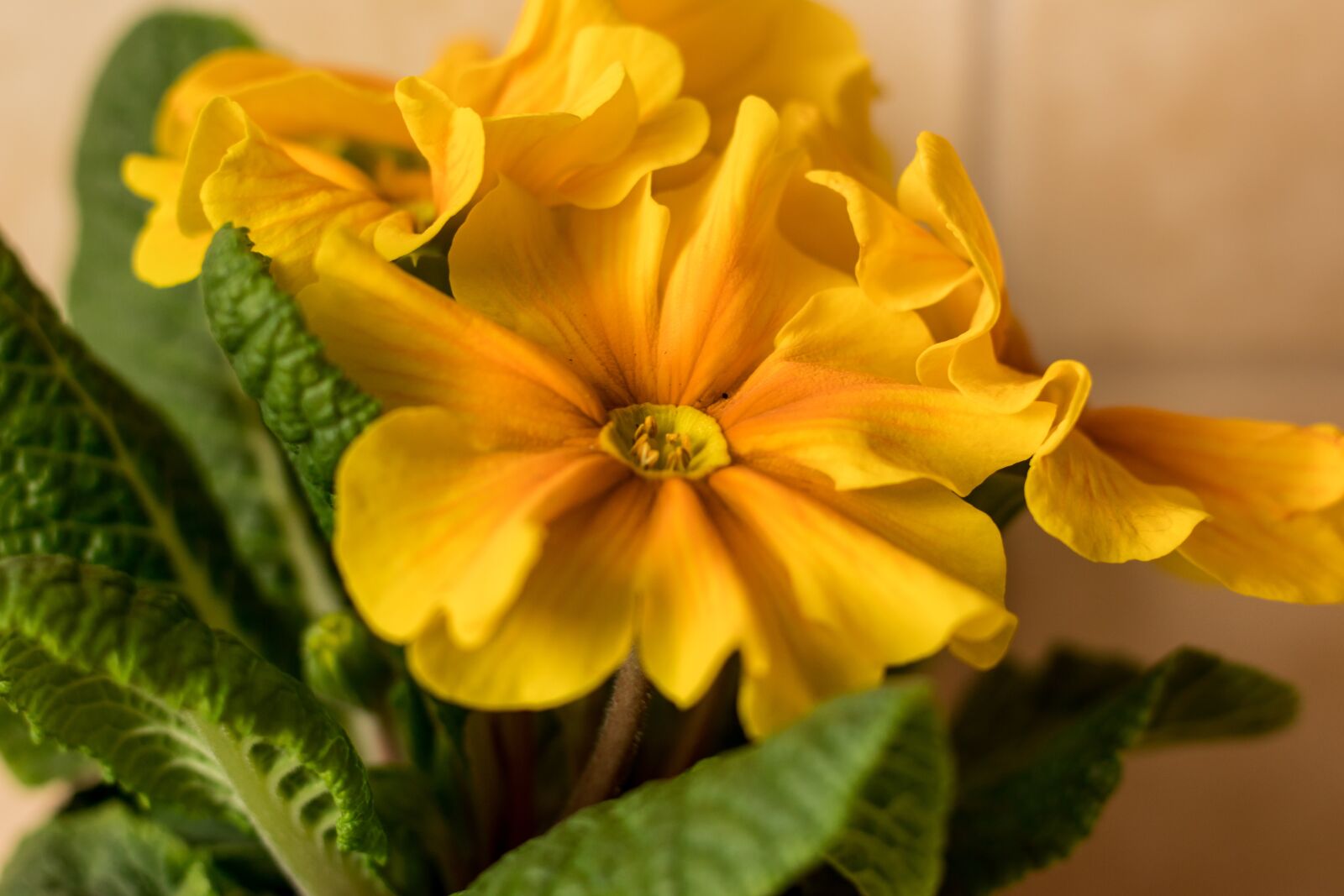 Canon EOS 1300D (EOS Rebel T6 / EOS Kiss X80) + Canon EF 50mm F1.8 STM sample photo. Flowers, yellow, spring photography