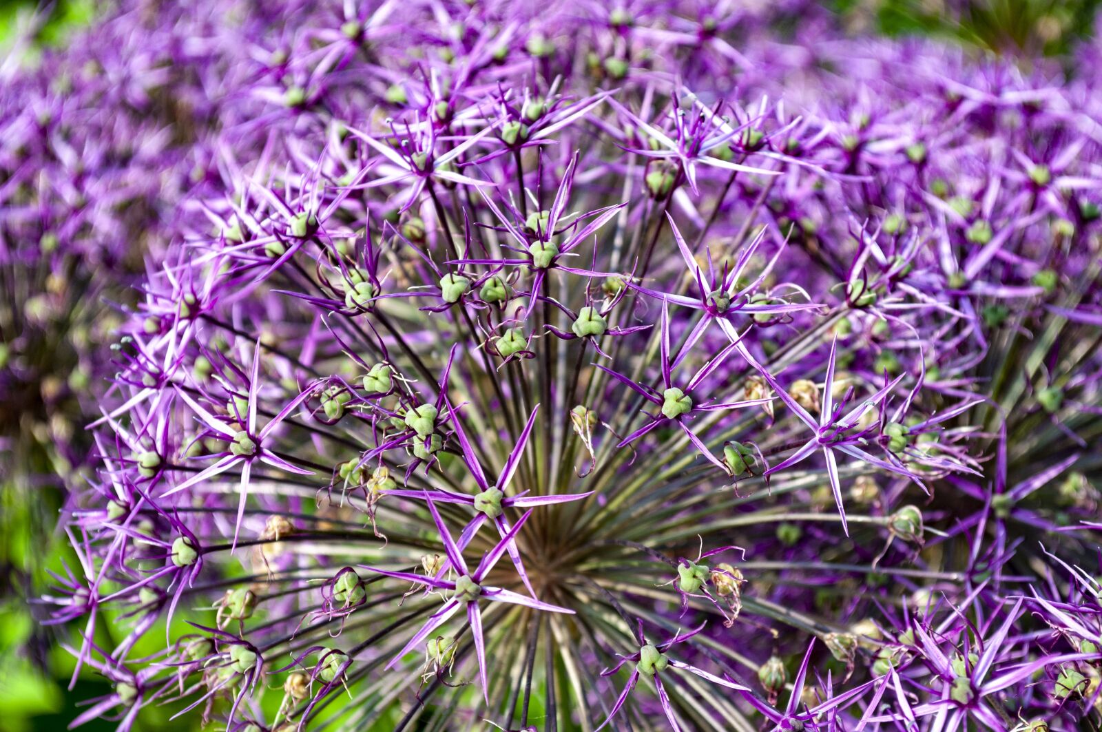 Nikon D5000 sample photo. Flower, nature, flora photography