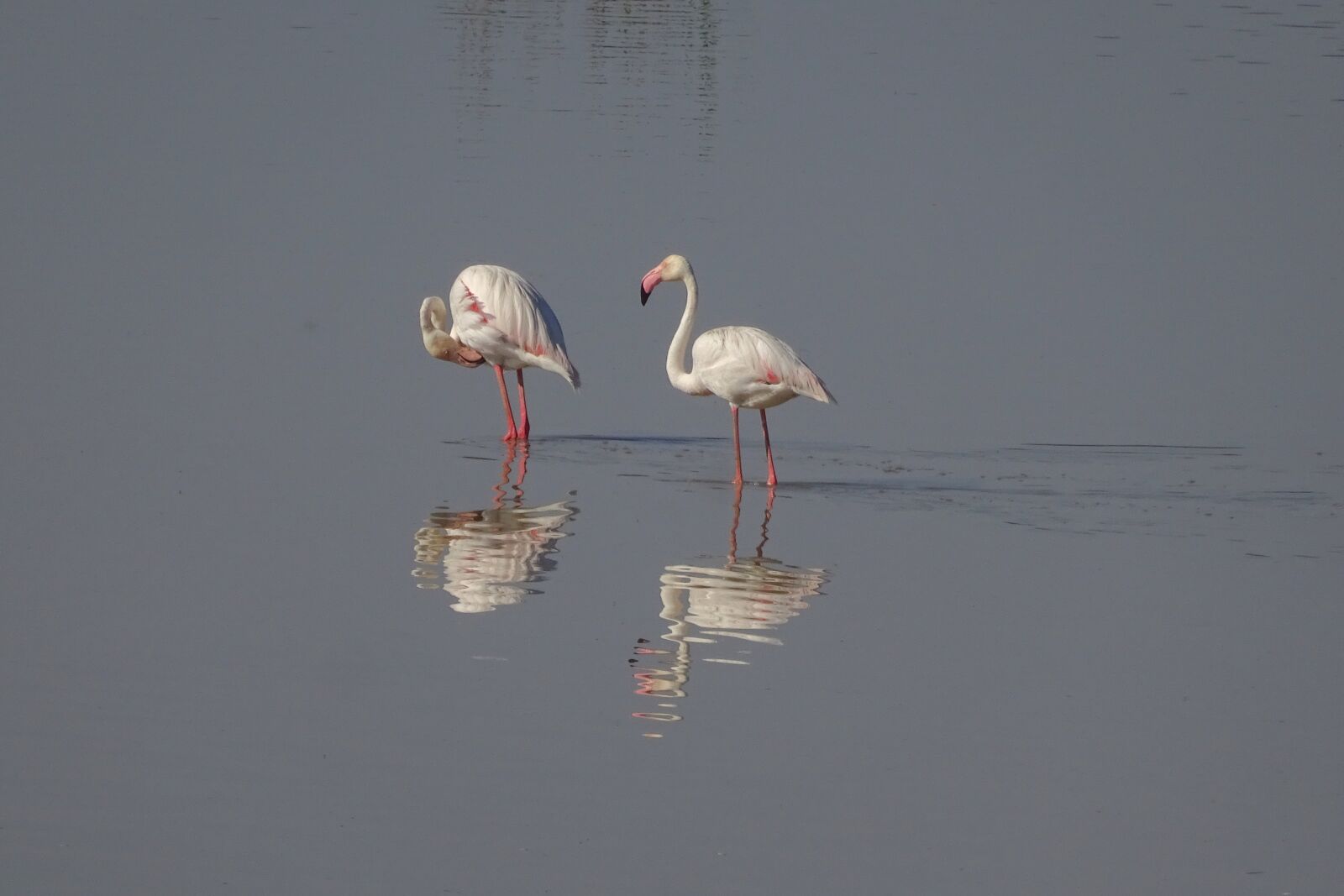 Sony Cyber-shot DSC-WX350 sample photo. Flamingos, andalusia, animal world photography