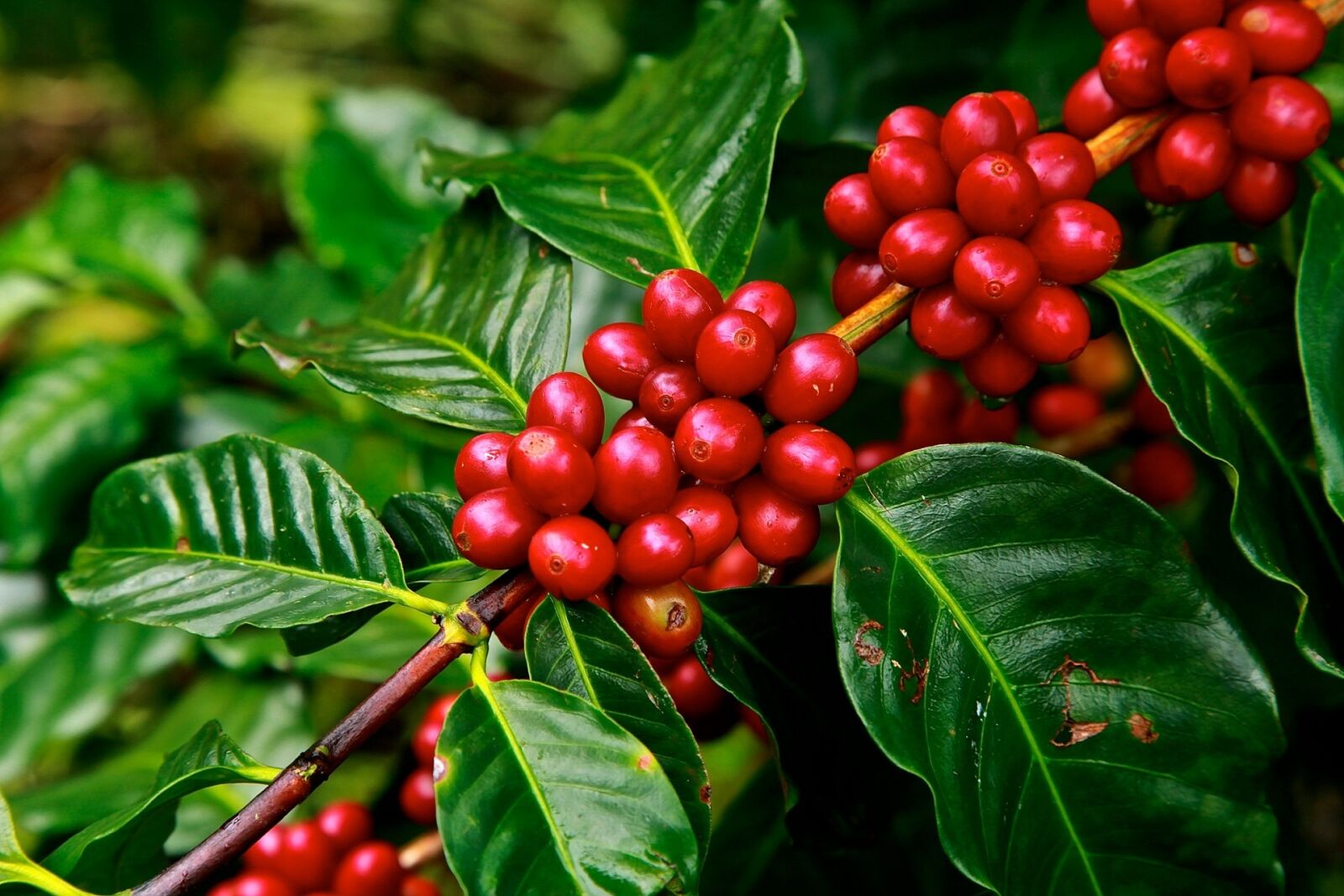 Canon EOS 5D Mark II sample photo. Coffee beans, ripe, agriculture photography