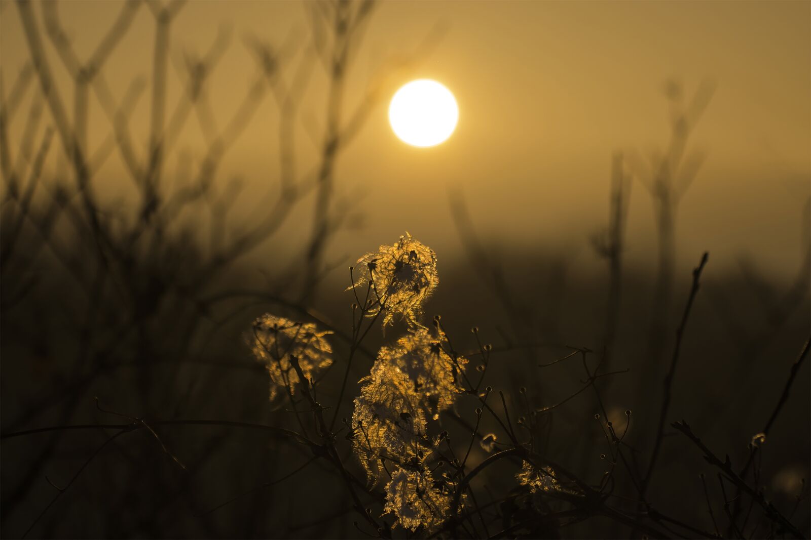 Nikon D3300 sample photo. Flower, sunset, nature photography