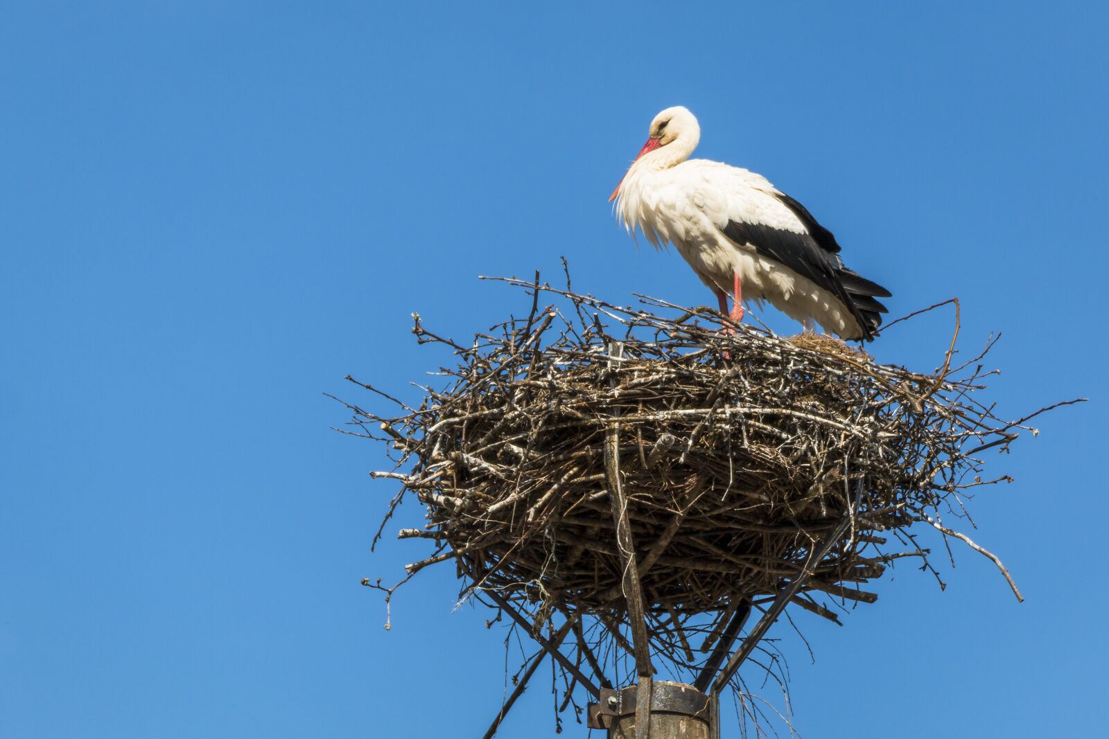 Canon EOS 70D sample photo. Stork, nest, bird photography