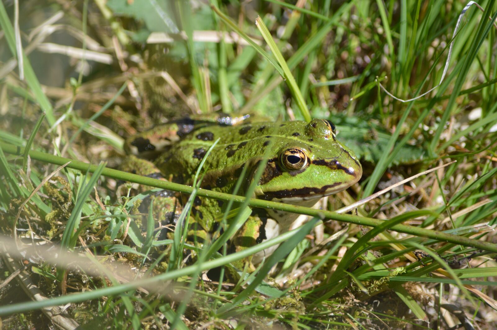 Nikon D3200 sample photo. Frog, animal, pond photography