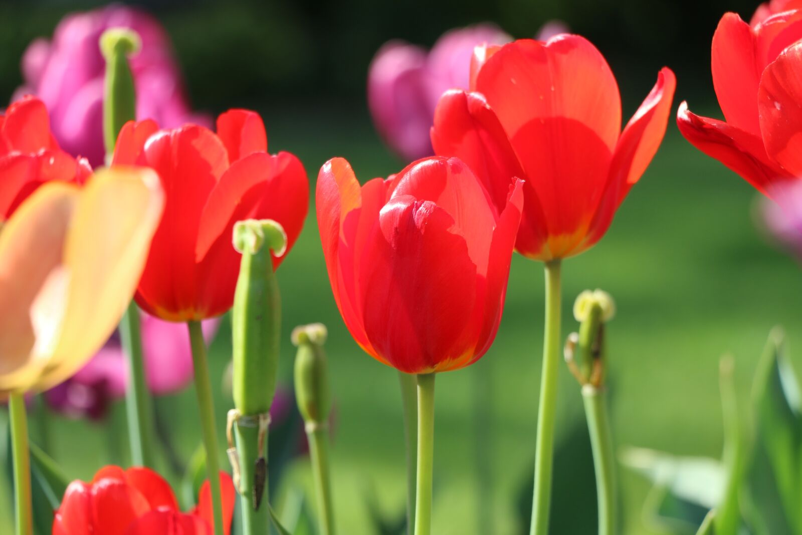Canon EOS 70D sample photo. Tulip, flower, closed photography
