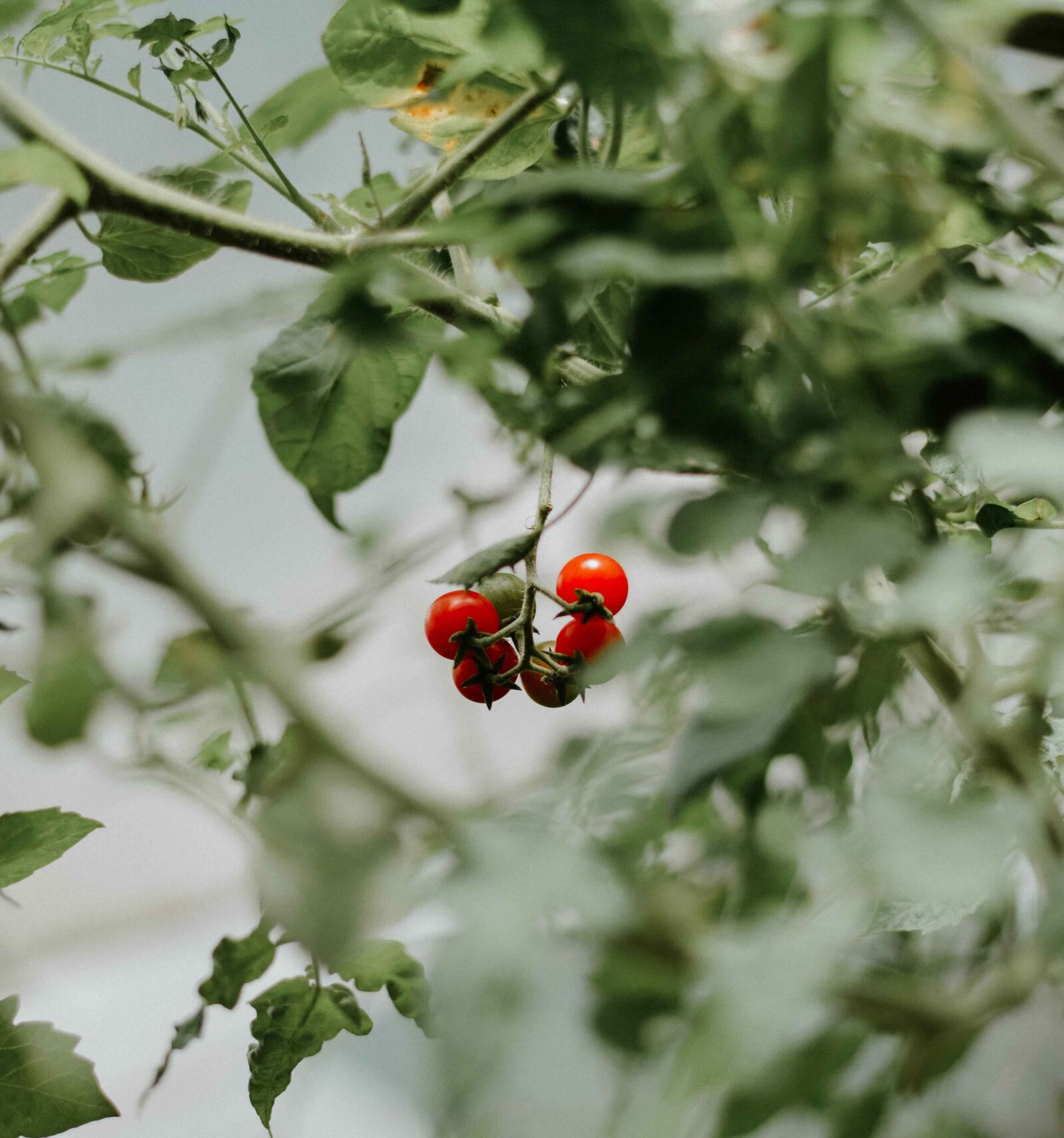Nikon D3200 sample photo. Tomato, food, tomatoes photography