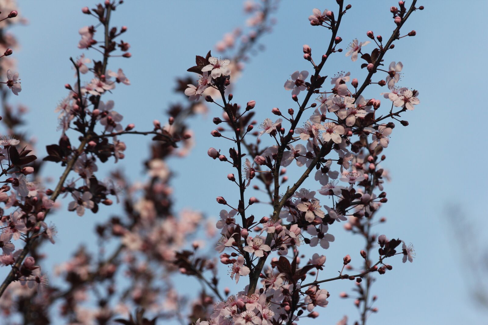 Canon EF 70-300mm F4-5.6 IS USM sample photo. Flowering plum tree, pink photography
