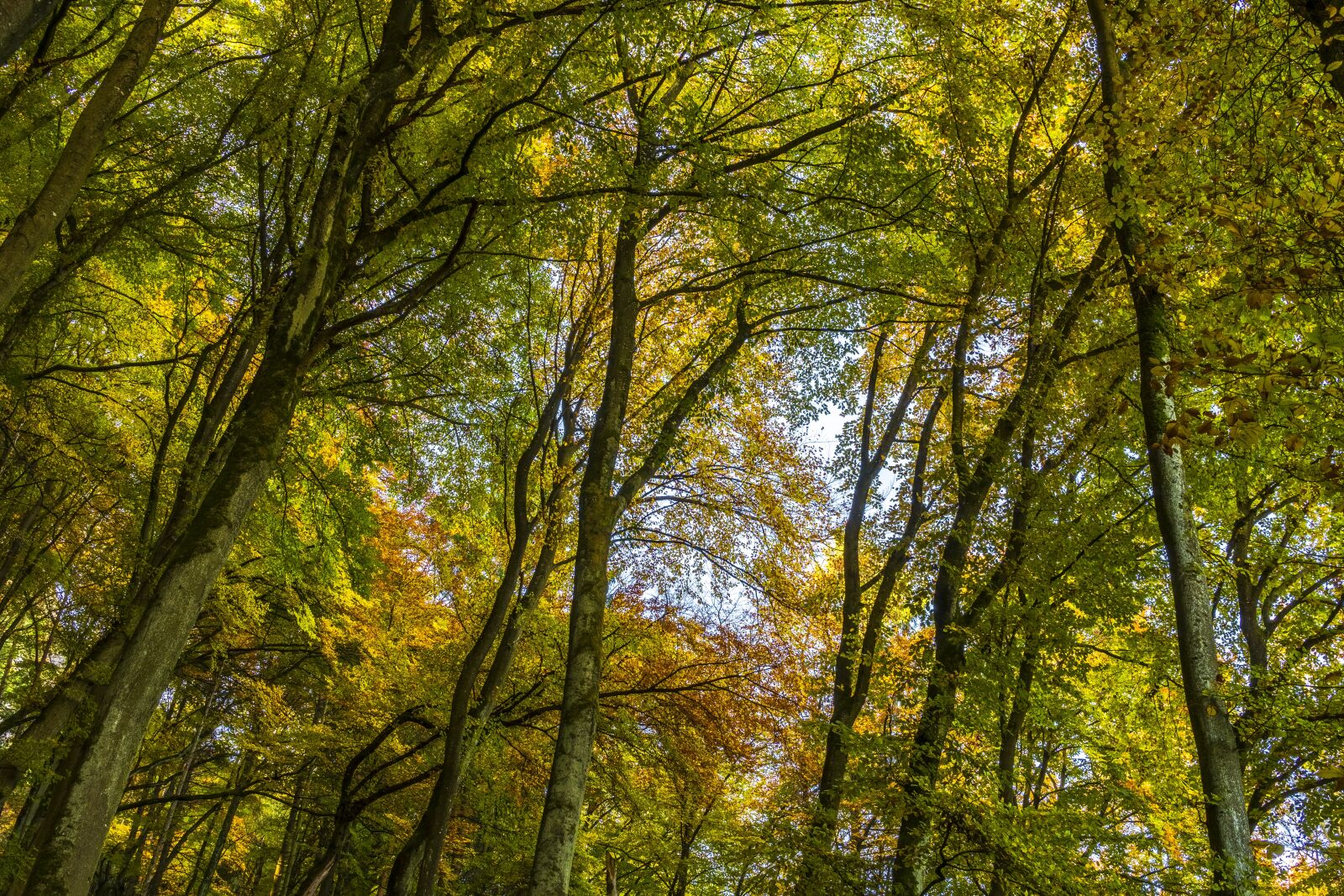 Sony a6300 + Sigma 30mm F2.8 EX DN sample photo. Canopy, autumn, farbenpracht photography
