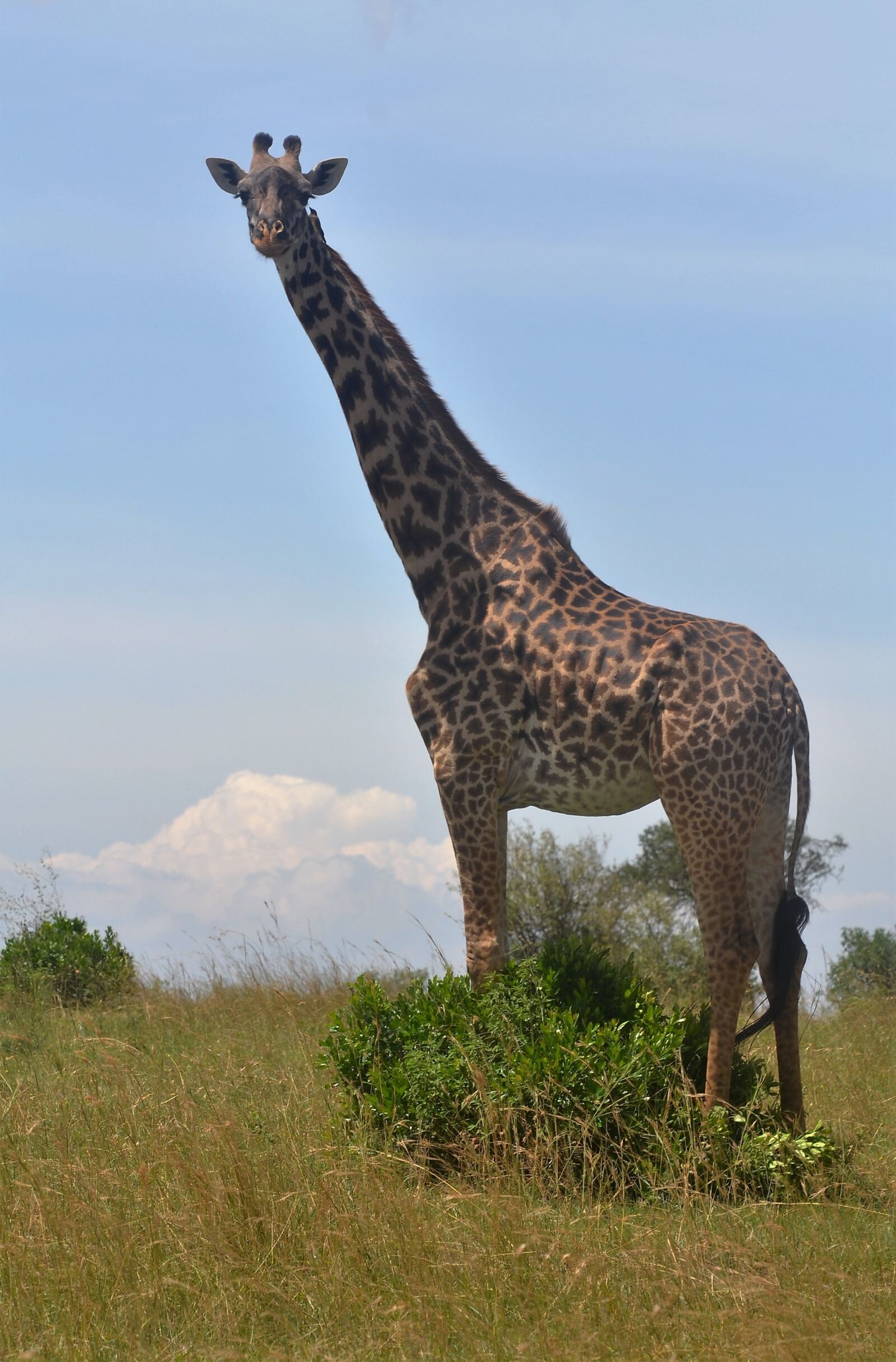 Nikon D3100 sample photo. Giraffe, kenya, tallest photography