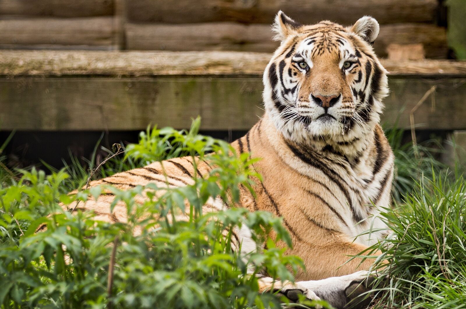 Canon EOS 6D sample photo. Tiger, rescue, carolina tiger photography