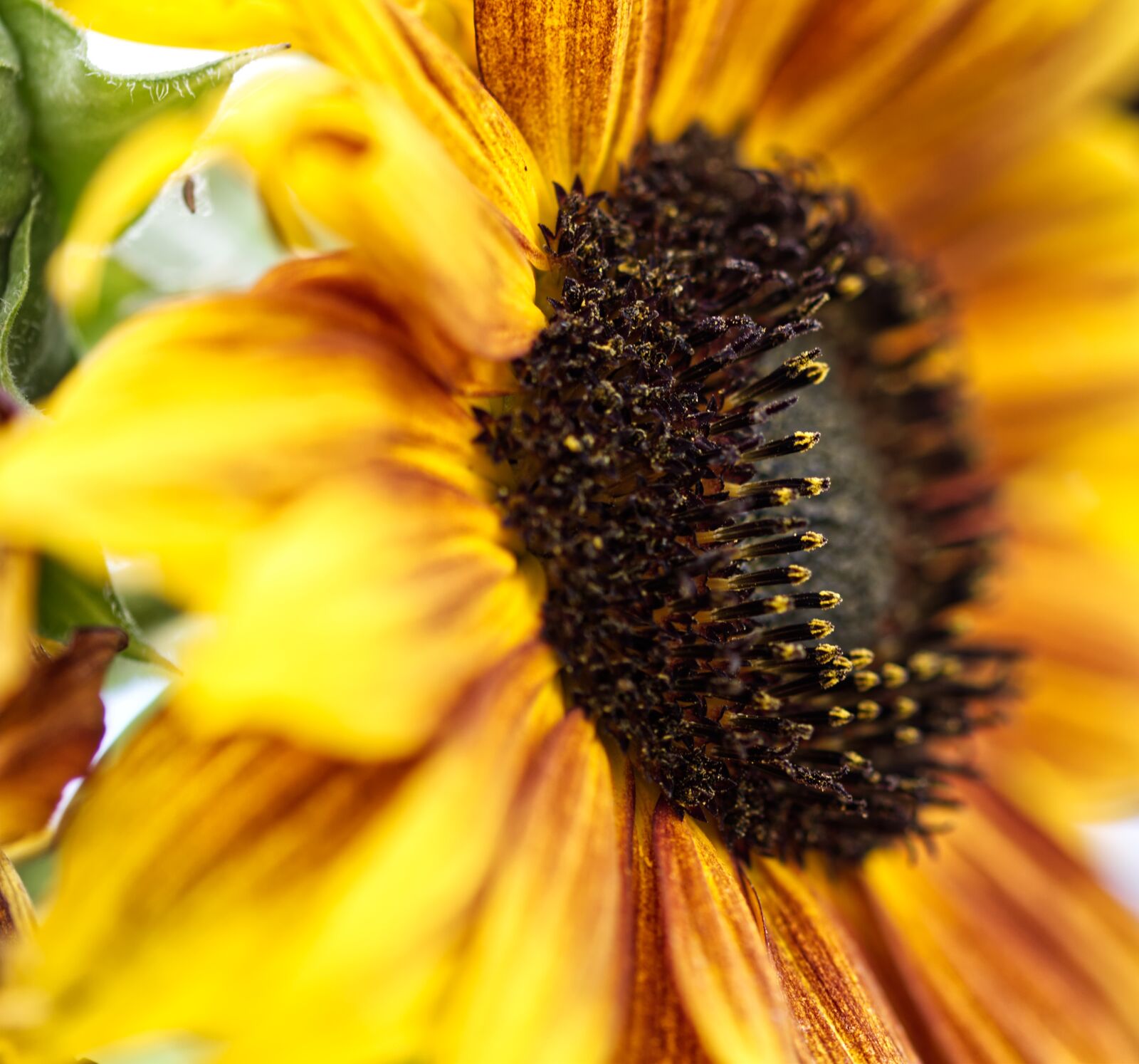 Nikon D5500 sample photo. Sunflower, sun, flower photography