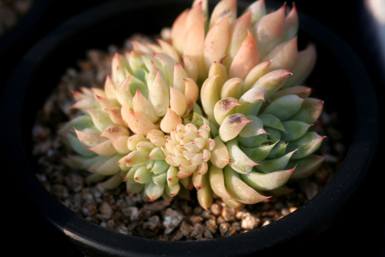 Canon EOS 5D sample photo. A fleshy plant, fleshy photography