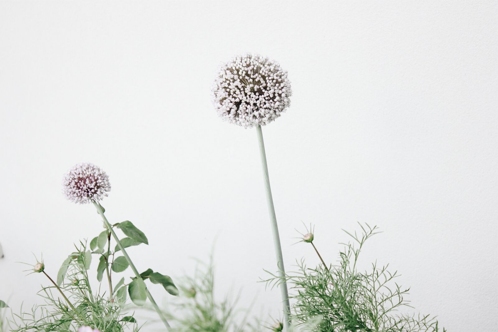 Canon EOS 600D (Rebel EOS T3i / EOS Kiss X5) sample photo. Alliums, allium flowers, flowers photography