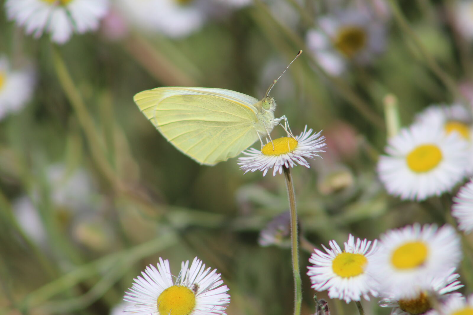 Canon EF 75-300mm f/4-5.6 sample photo. Butterfly, butterfly, meadow photography