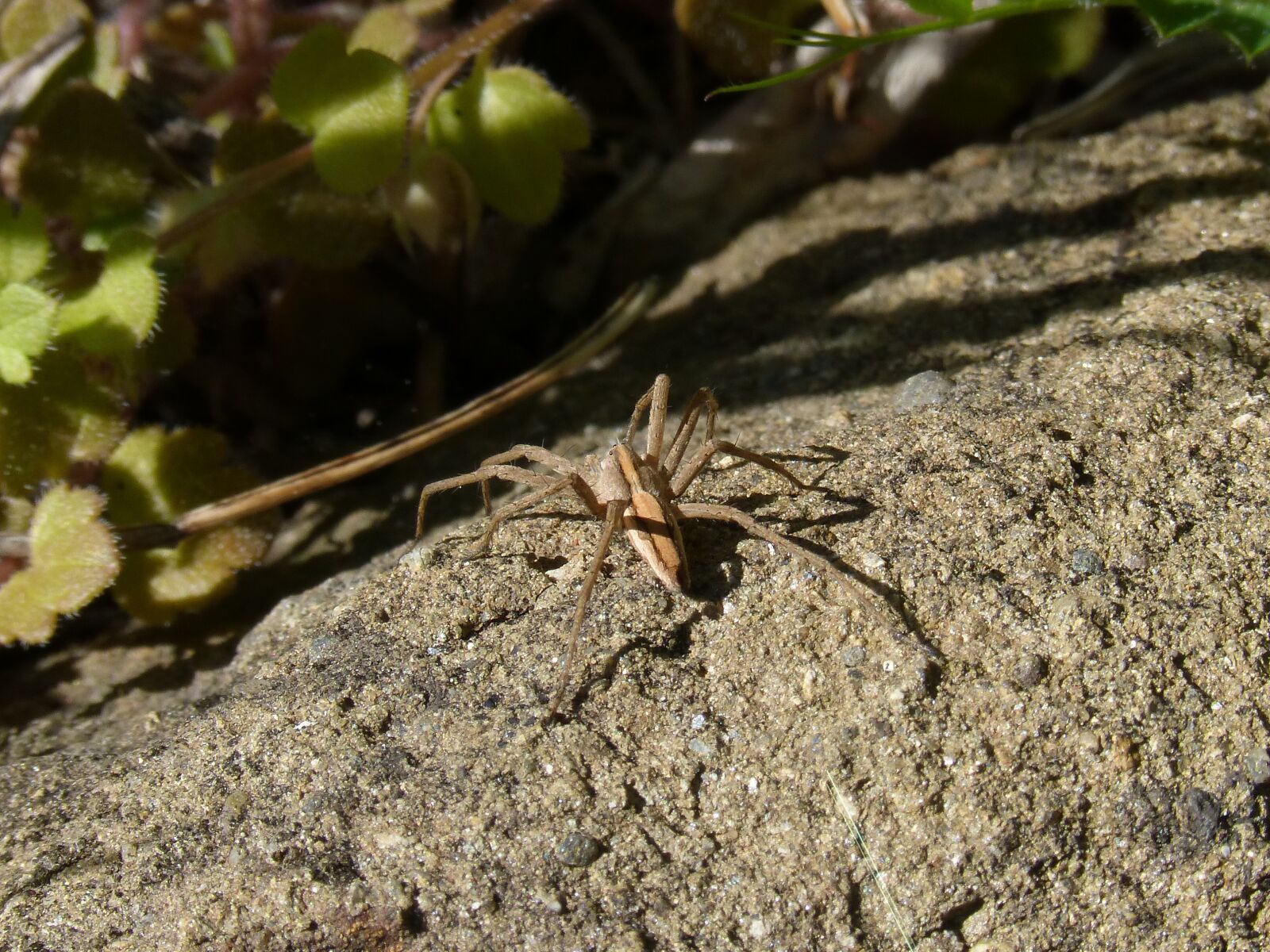 Panasonic DMC-FZ62 sample photo. Spider, rock, priorat photography