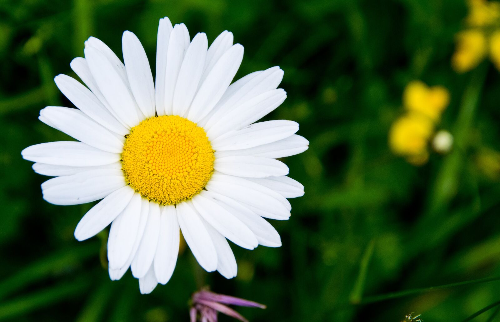 Nikon D5300 sample photo. Flora, nature, flower photography