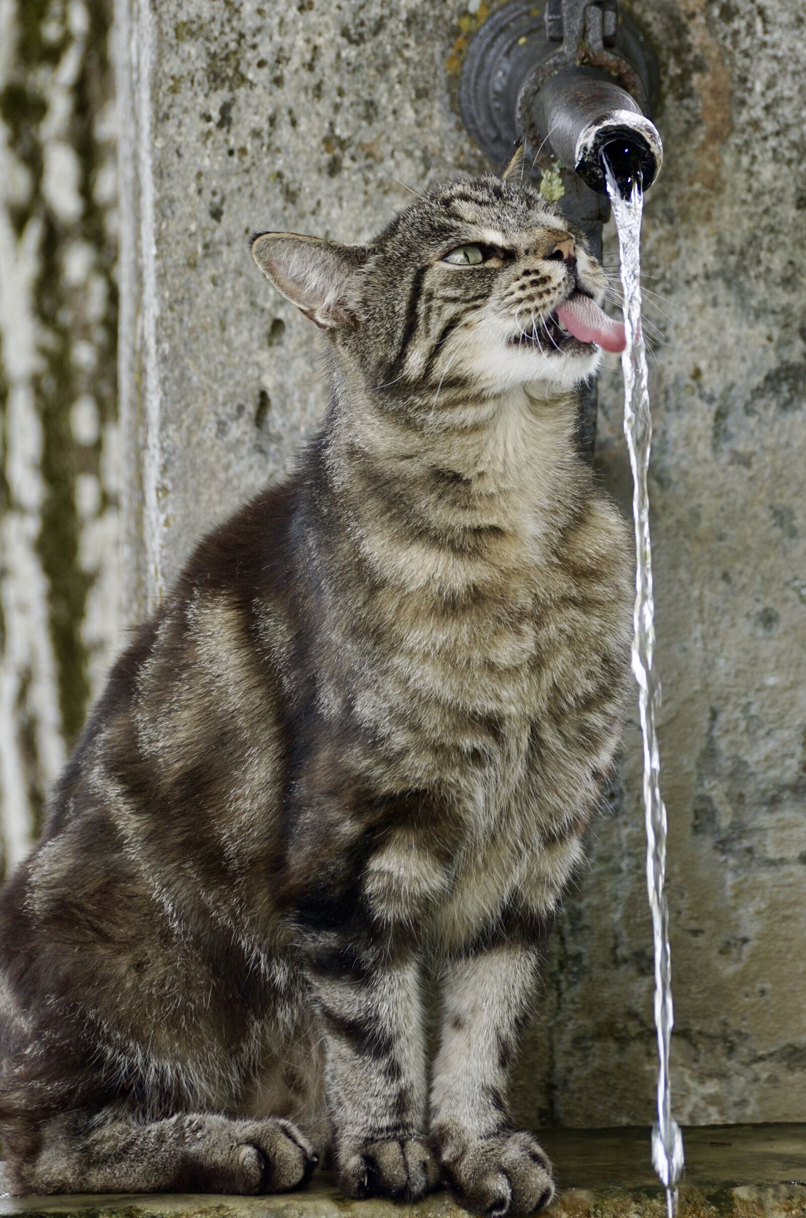 Sony DT 55-300mm F4.5-5.6 SAM sample photo. Cat, tiger, animal photography