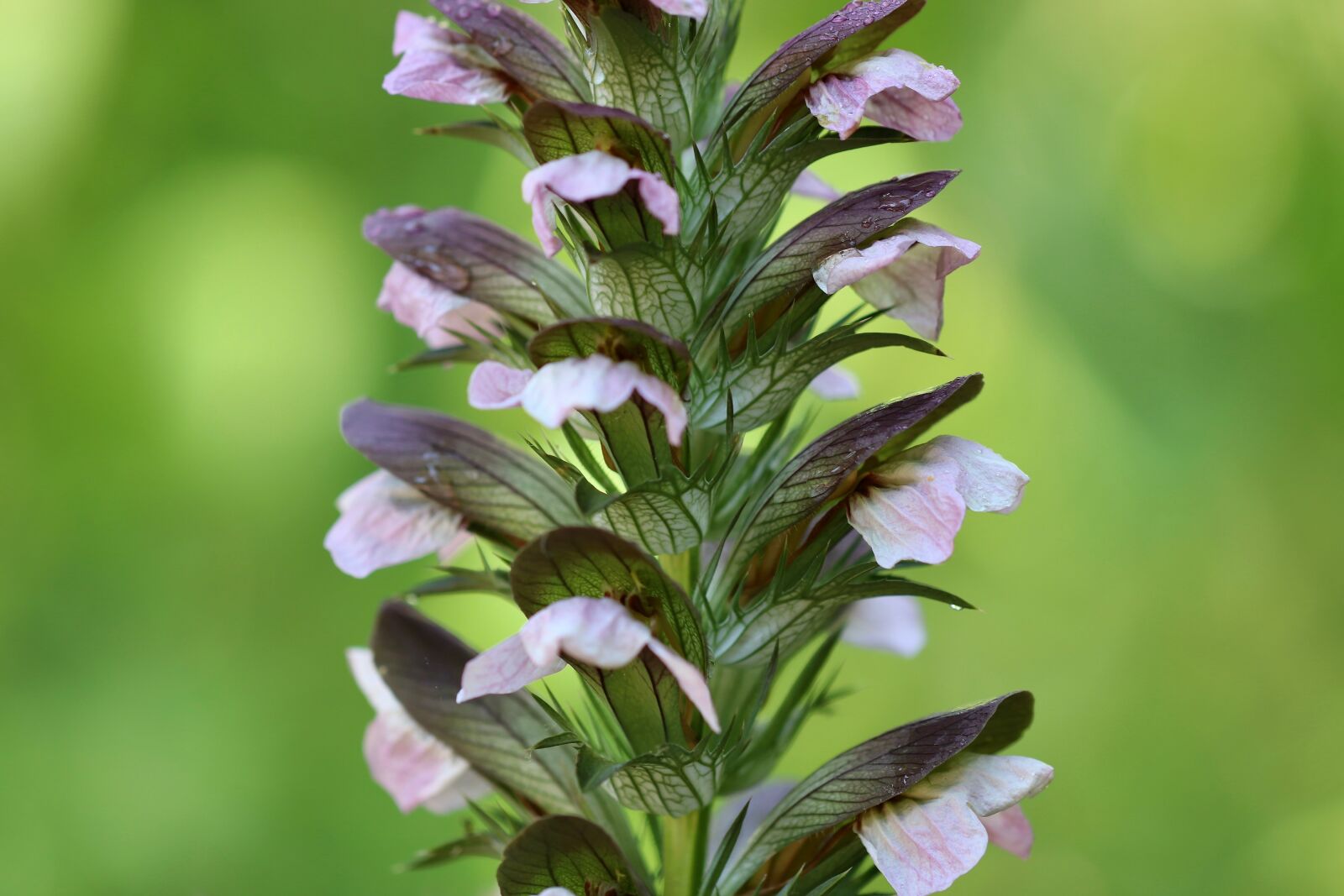 Canon EOS 800D (EOS Rebel T7i / EOS Kiss X9i) sample photo. Acanthus spinosus, spiny acanthus photography