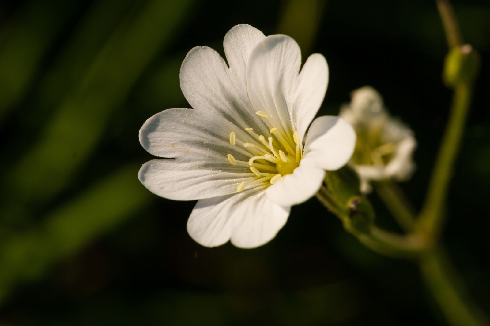 Canon EOS 70D sample photo. Acker-horn herb, wild flower photography