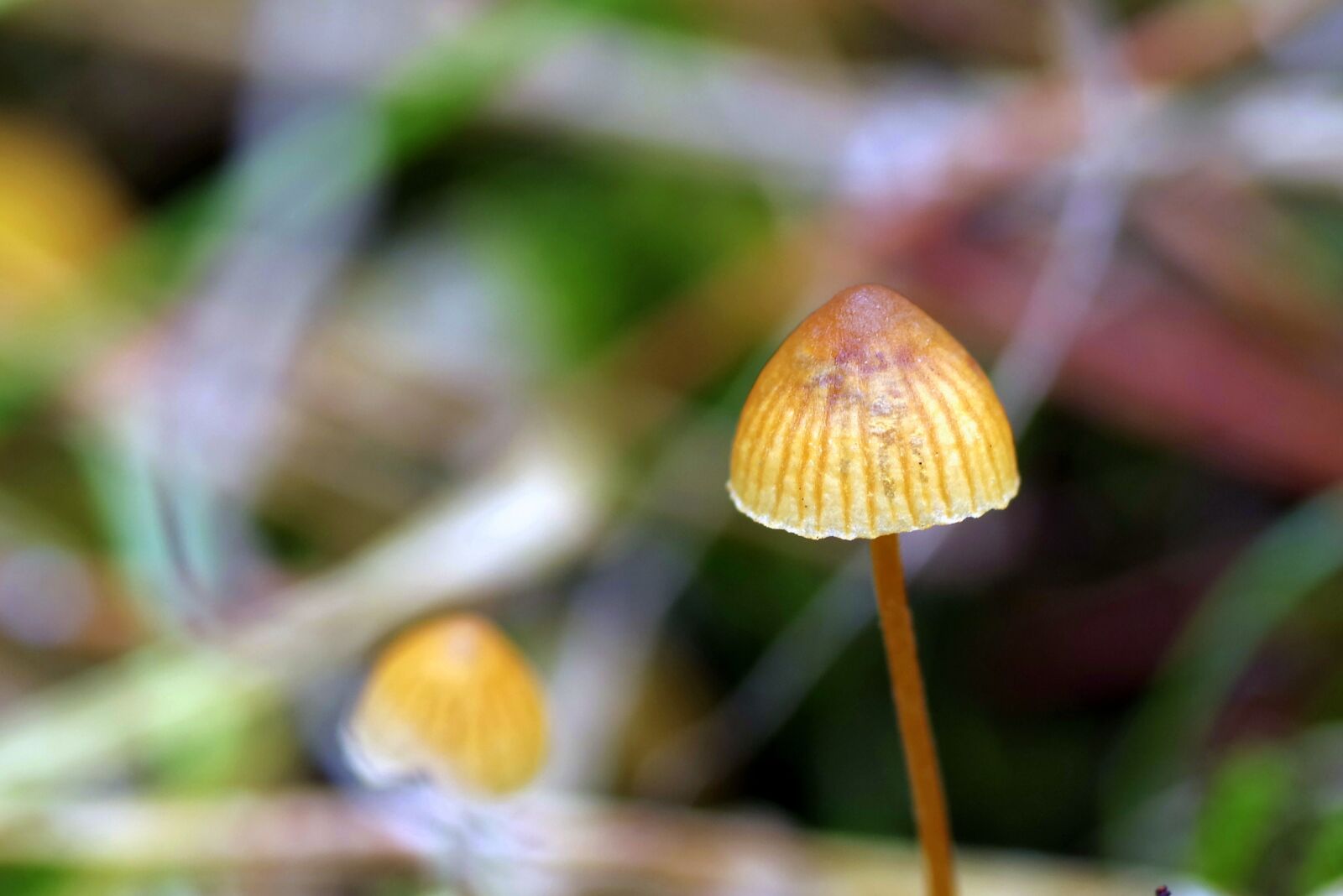 Pentax K-S2 sample photo. Mushrooms, mushroom, small photography