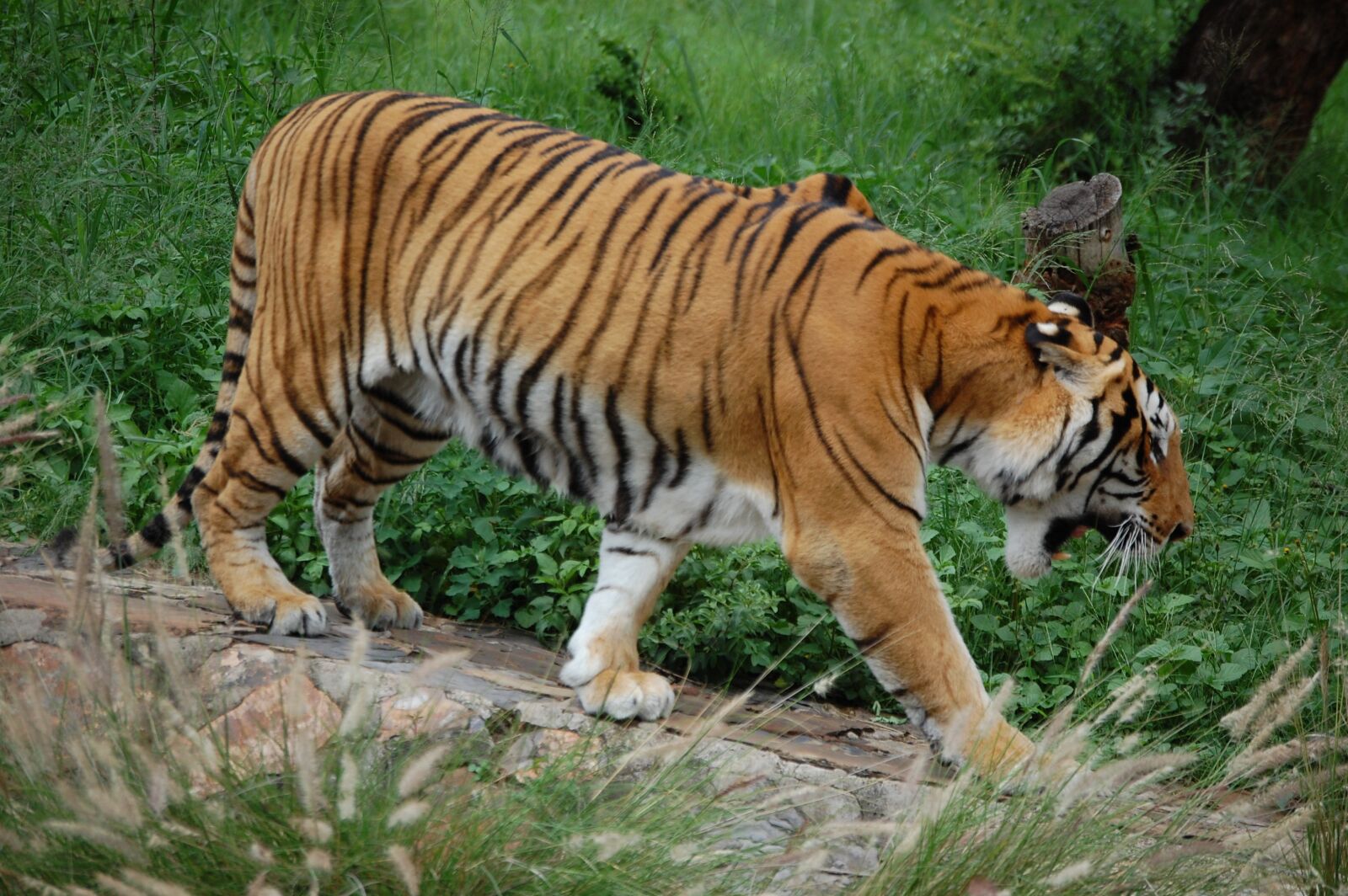 Nikon D40 sample photo. Tiger, stripe, endangered photography