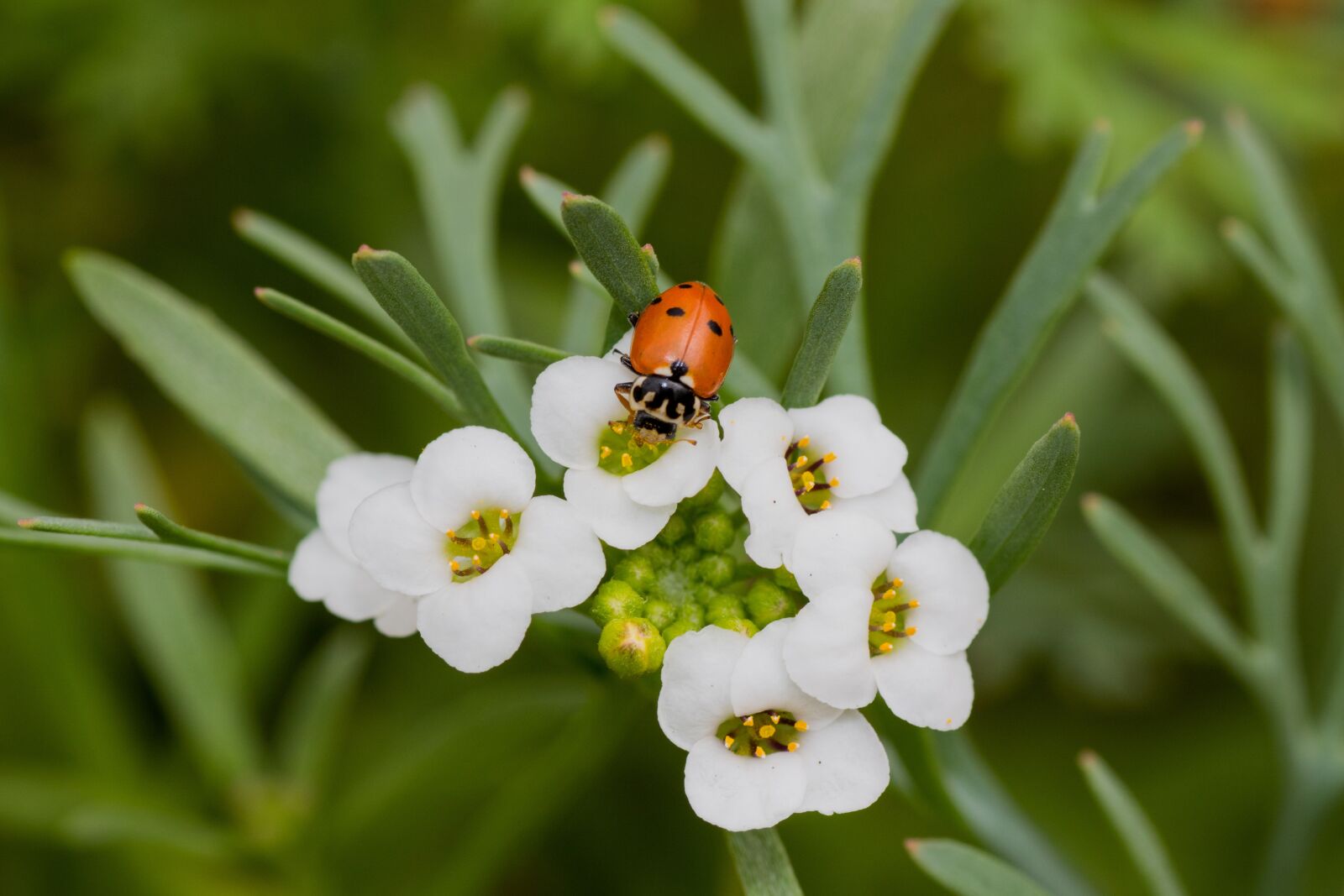 Canon EOS 7D Mark II sample photo. Ladybug, blossom, bloom photography