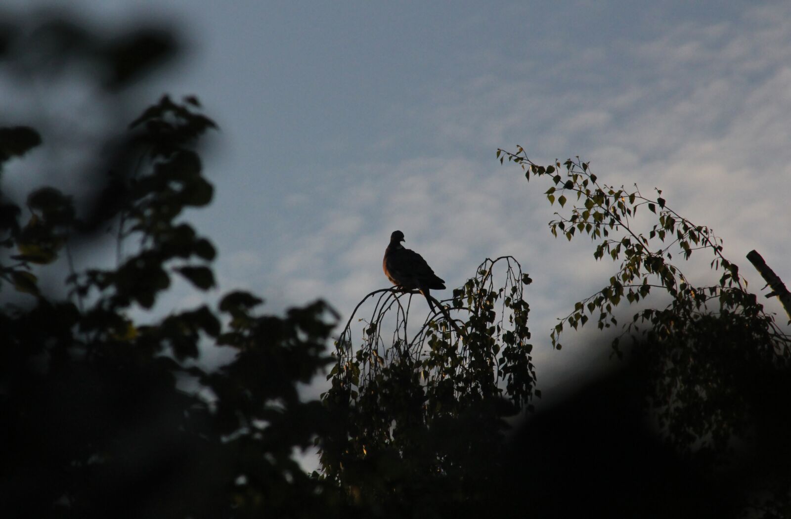 Canon EOS 550D (EOS Rebel T2i / EOS Kiss X4) sample photo. Dove, silhouette, bird photography