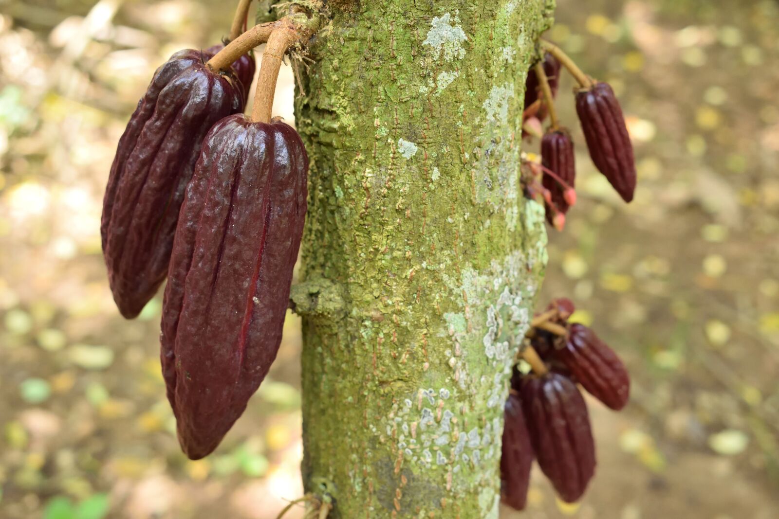 Nikon D5300 sample photo. Cocoa, colombia, nature photography