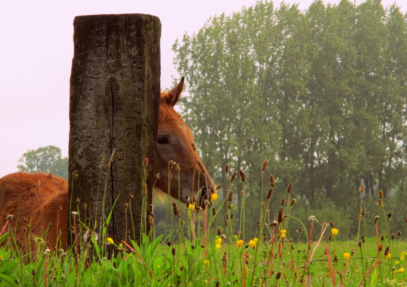 Canon IXUS 185 sample photo. Foal, field, nature photography