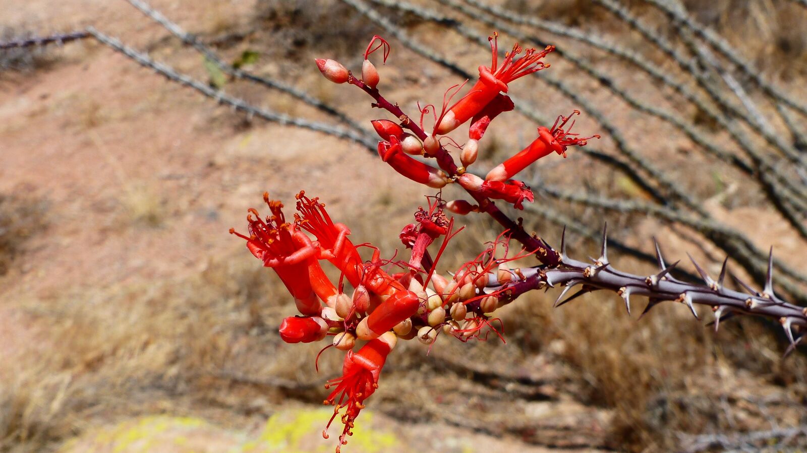 Panasonic Lumix DMC-FZ200 sample photo. Flowers, thorns, red photography