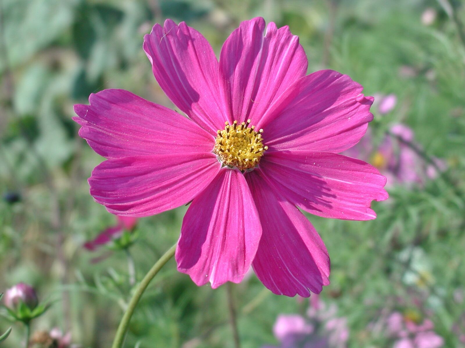 EPSON PhotoPC 3000Z sample photo. Cosmea, blossom, bloom photography