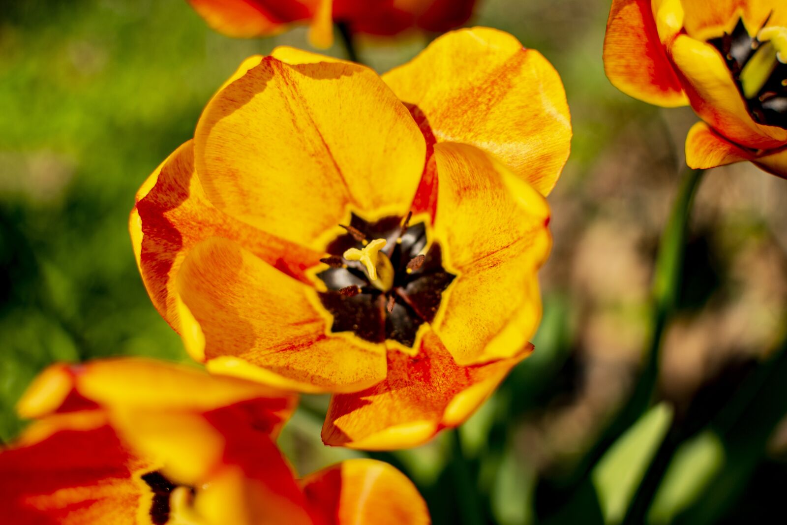 Nikon D5200 sample photo. Spring, flowers, season photography