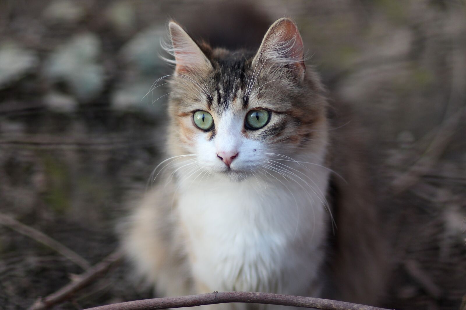 Canon EOS 700D (EOS Rebel T5i / EOS Kiss X7i) + Canon EF 85mm F1.8 USM sample photo. Cat, coloring, pet photography