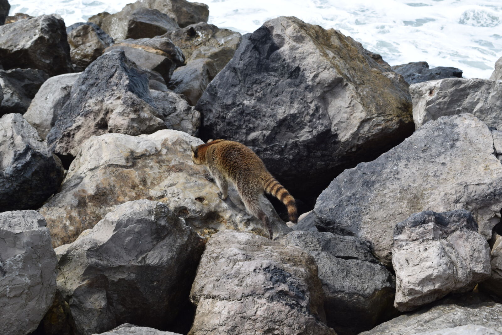 Nikon D3300 sample photo. Animals, beach, raccoon, rocks photography