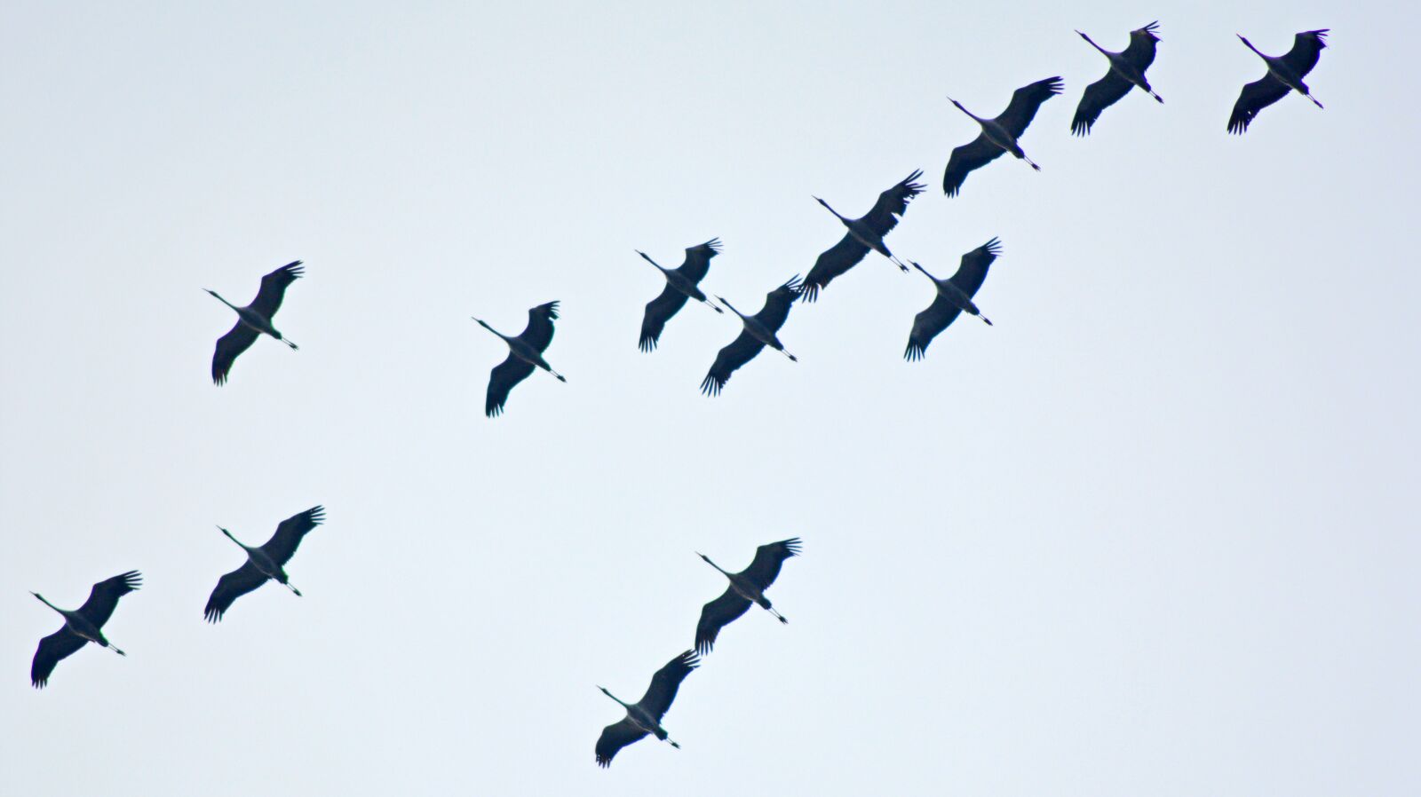 Nikon D5200 sample photo. Migratory birds, cranes, stork photography