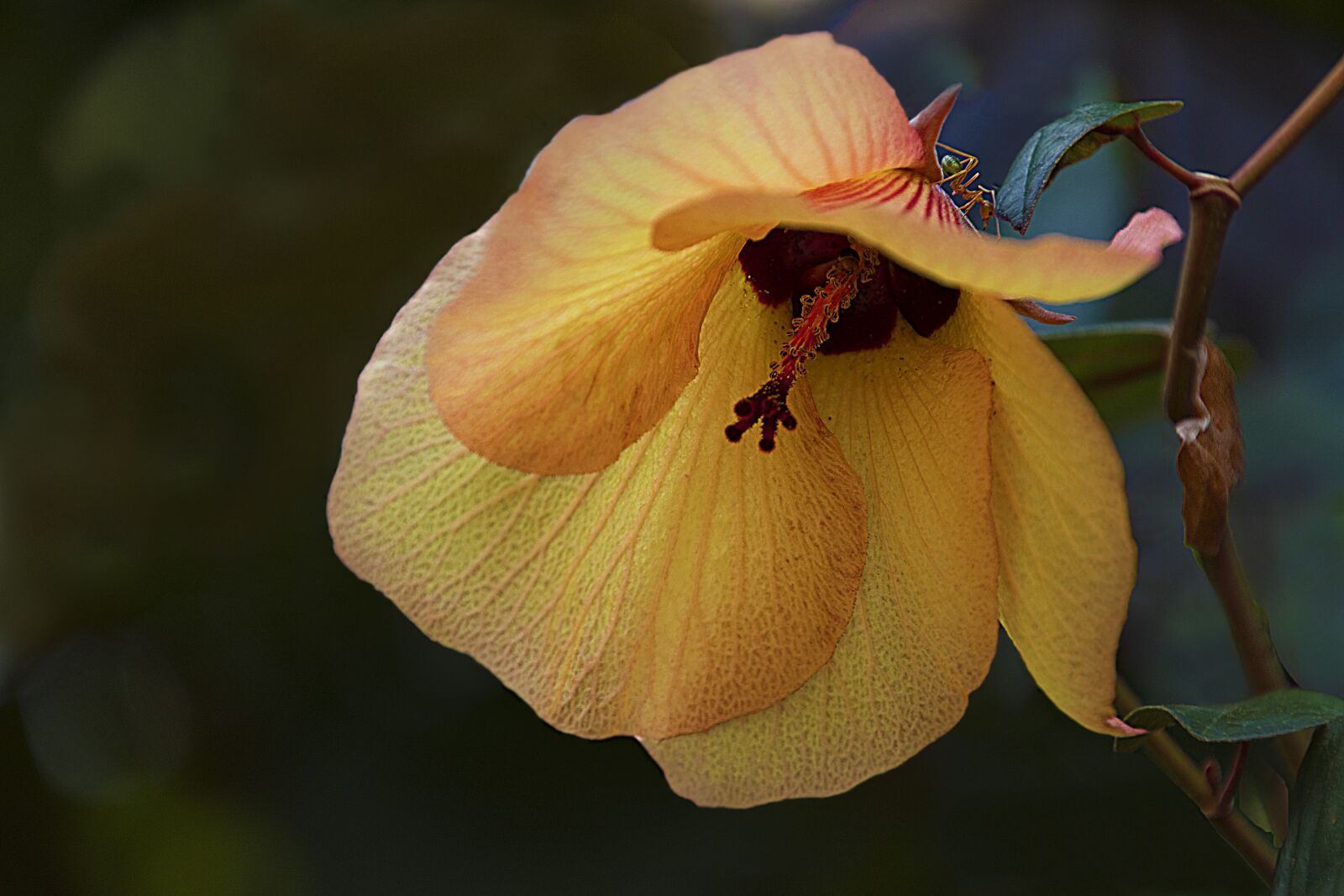 Canon EOS 7D Mark II sample photo. Wild, hibiscus, in bush photography