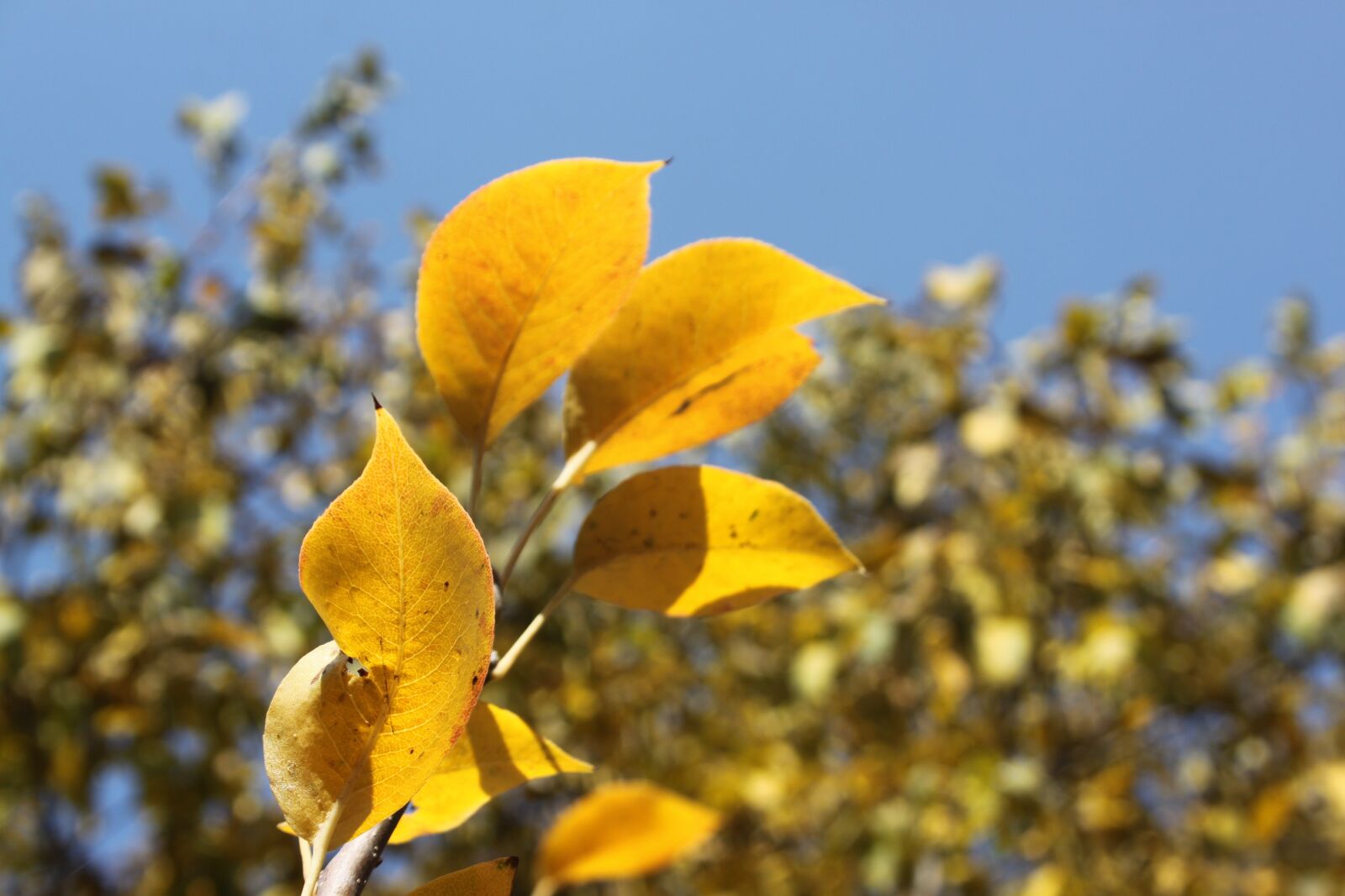 Canon EOS 500D (EOS Rebel T1i / EOS Kiss X3) sample photo. Autumn, leaves, golden autumn photography