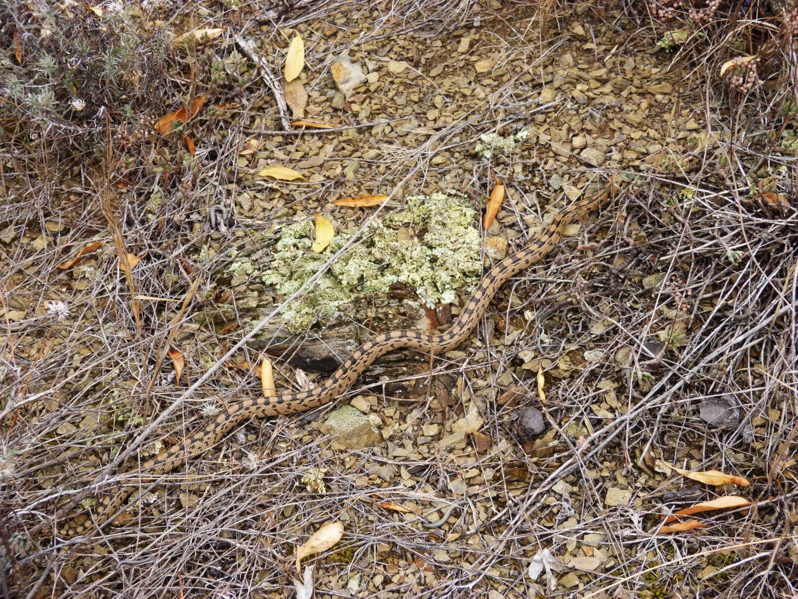 Panasonic DMC-FZ62 sample photo. Snake, threat, brown photography