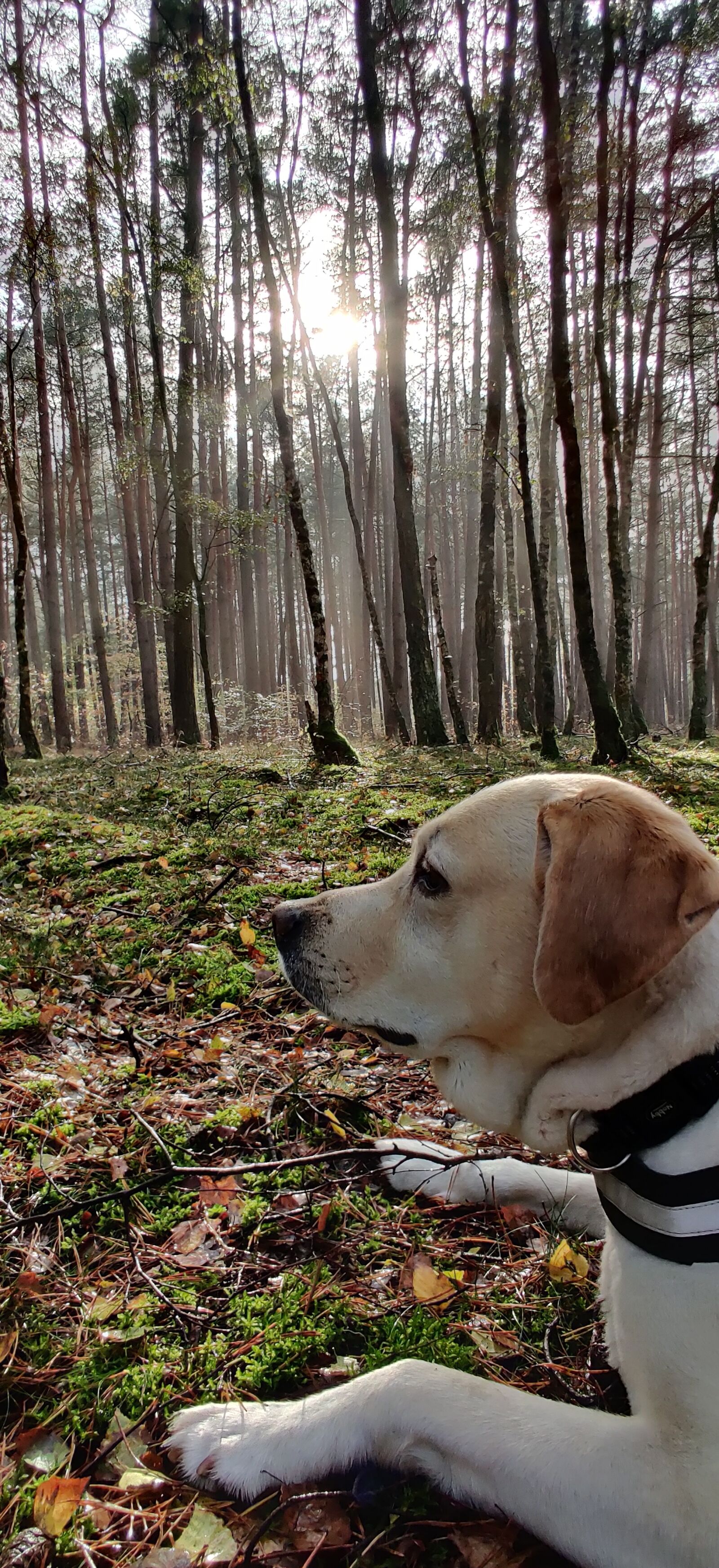 OnePlus GM1913 sample photo. Dog, forest, landscape photography
