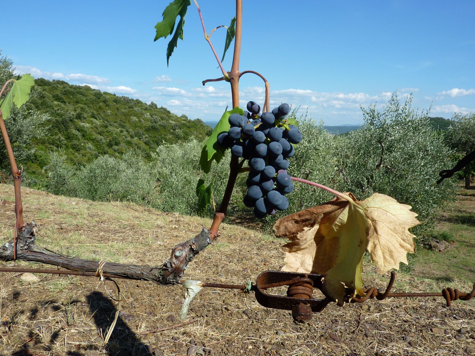 Panasonic DMC-TZ7 sample photo. Wine, nature, outdoors photography