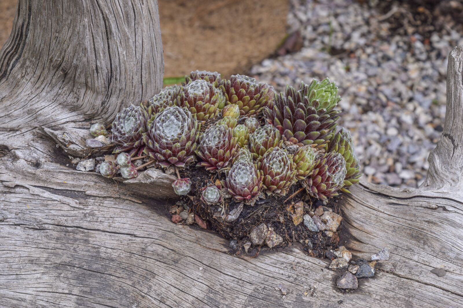 Nikon D3300 sample photo. Wurz, plant, green photography