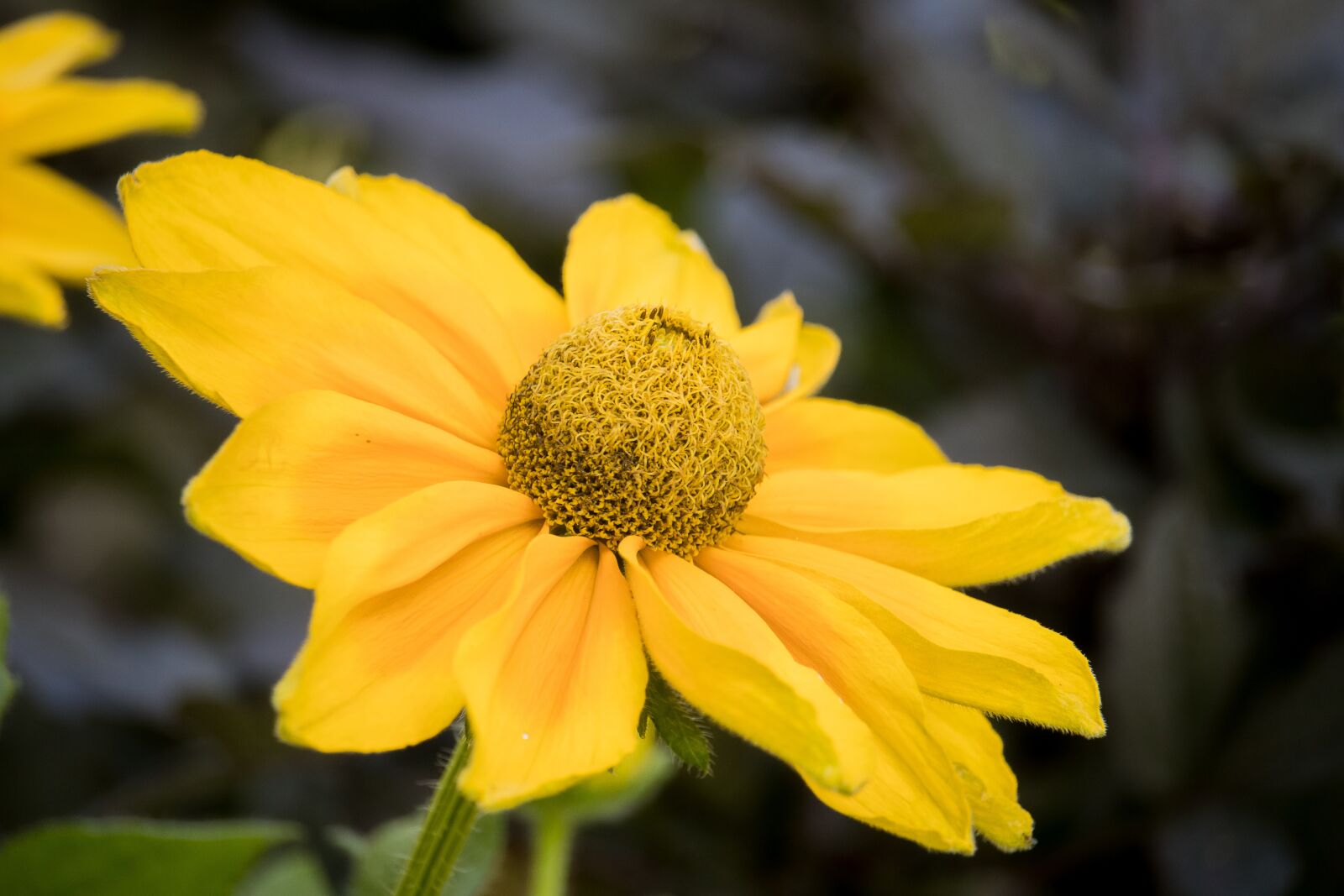 Canon EF-S 55-250mm F4-5.6 IS STM sample photo. Flower, blossom, bloom photography