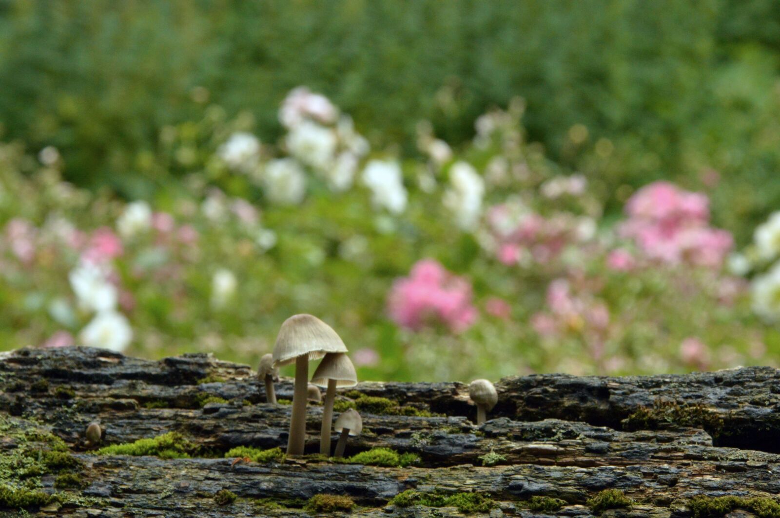 Nikon D3200 sample photo. "Spring, flowers, fungi" photography