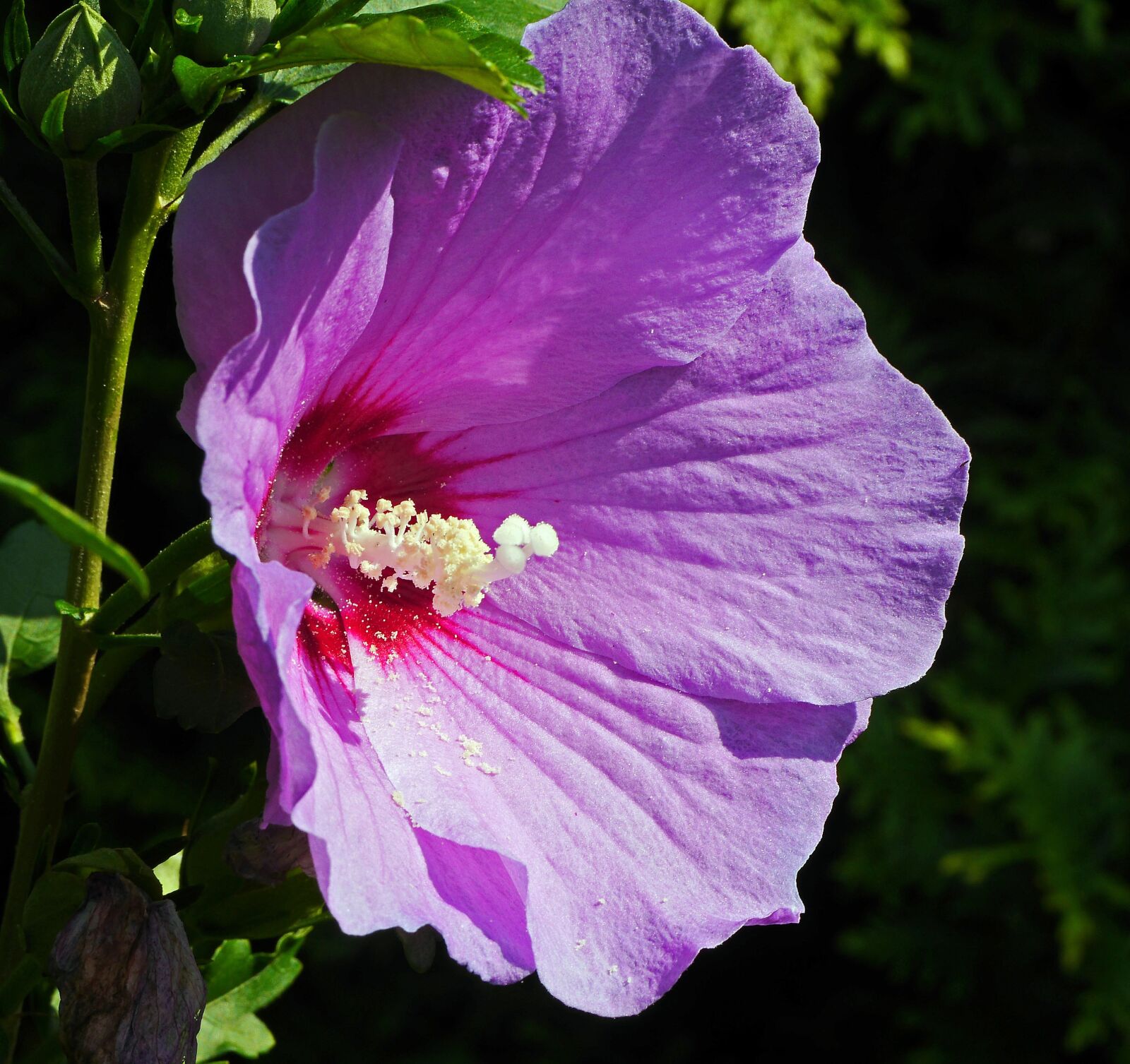 Panasonic Lumix DMC-GH3 sample photo. Hibiscus, blossom, bloom photography