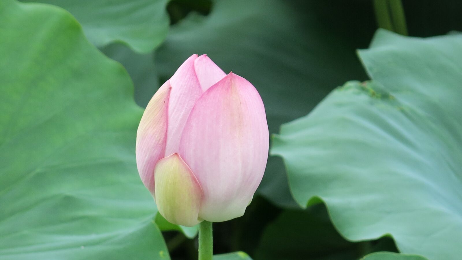 Canon PowerShot G15 sample photo. Lotus, natural, views photography